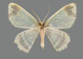AZ26-0189V